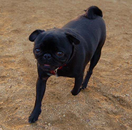 Sheba back at the Park