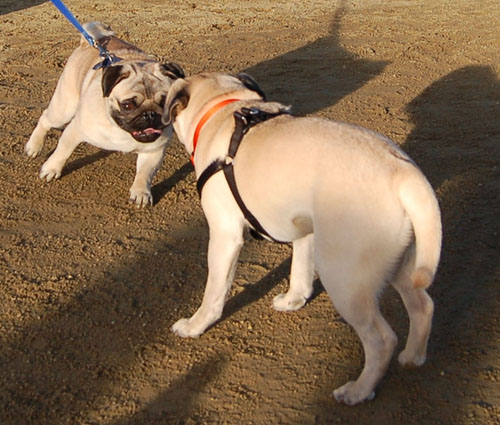 Sheba and Friends at the Mountain View Dog Park Sunday January 22, 2006
