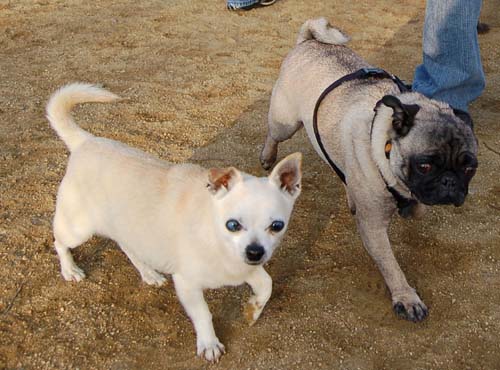 Sheba back at the Park