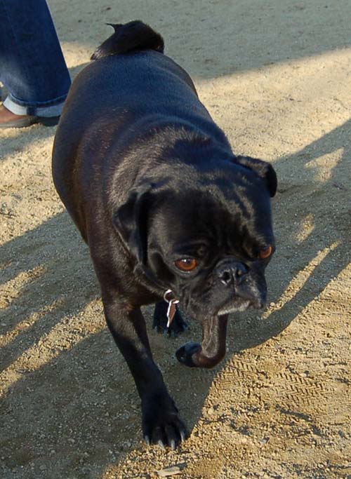 Sheba back at the Park