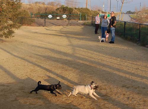 Sheba back at the Park