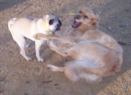 Daisy and Sheba playing fun