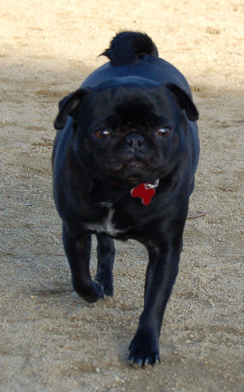 Sheba and Friends at the Mountain View Dog Park Sunday January 22, 2006