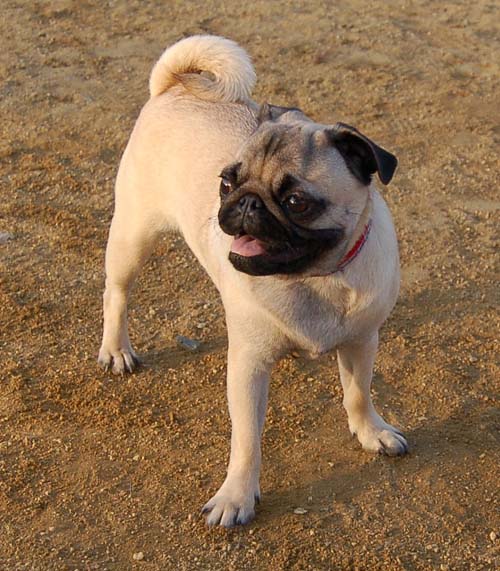 Sheba back at the Park