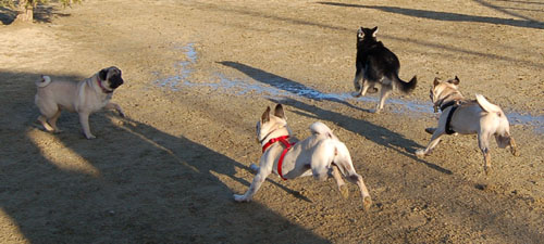 Sheba and Friends at the Mountain View Dog Park Sunday January 15, 2006
