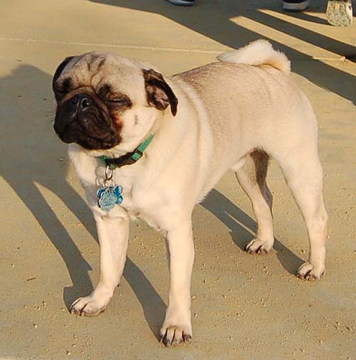 Sheba back at the Park