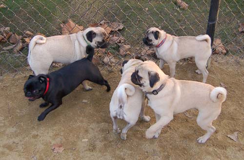 Sheba back at the Park