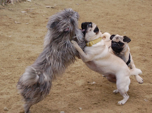 Mountain View Dog Park Fun - January 29, 2006