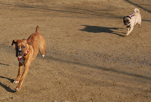 Sheba and Friends at the Mountain View Dog Park Sunday January 8, 2006