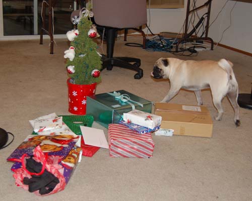 Sheba back at the Park