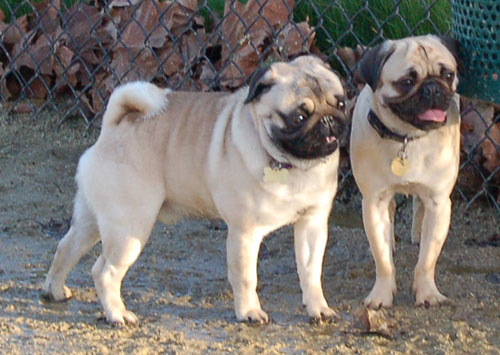 Sheba and Friends at the Mountain View Dog Park Sunday January 8, 2006