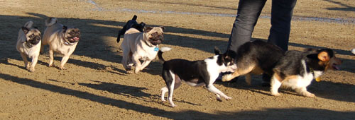 Sheba and Friends at the Mountain View Dog Park Sunday January 15, 2006