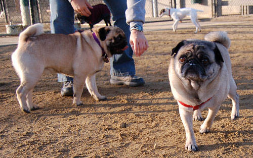 Sheba and Friends at the Mountain View Dog Park Sunday January 8, 2006