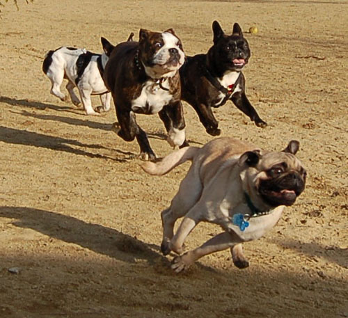 Sheba and Friends at the Mountain View Dog Park Sunday January 22, 2006