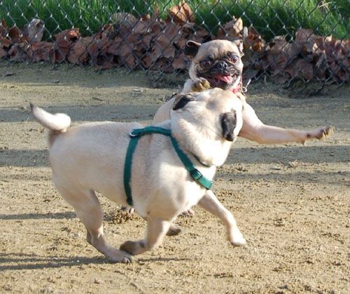 Sheba and Friends at the Mountain View Dog Park Sunday January 22, 2006