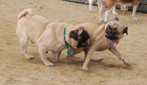 When Roys Attack - Mountain View Dog Fun - January 29, 2006