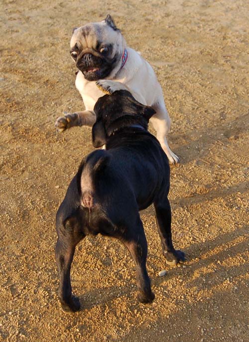 Sheba back at the Park