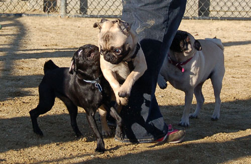 Sheba and Friends at the Mountain View Dog Park Sunday January 15, 2006