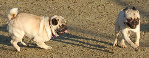 Sheba and Friends at the Mountain View Dog Park Sunday January 8, 2006