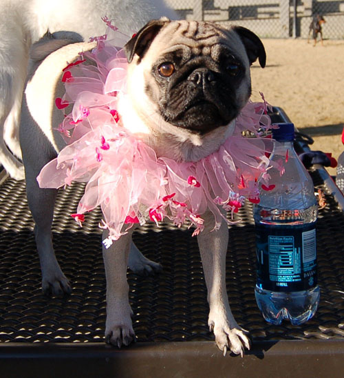 Sheba and Friends at the Mountain View Dog Park Sunday February 5, 2006
