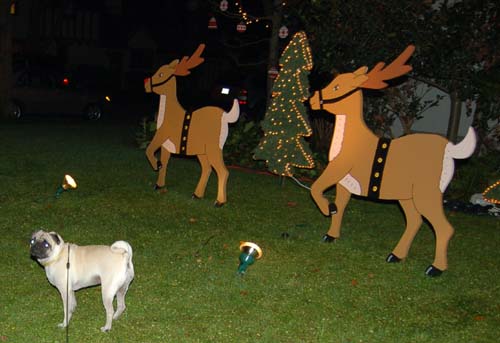 Sheba back at the Park