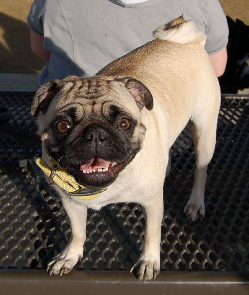 Sheba and Friends at the Mountain View Dog Park Sunday January 22, 2006
