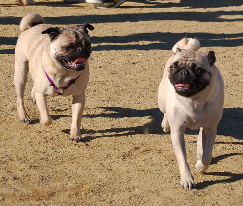 Sheba and Friends at the Mountain View Dog Park Sunday February 5, 2006