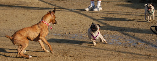 Sheba and Friends at the Mountain View Dog Park Sunday January 8, 2006