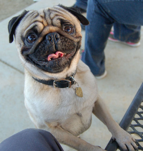 Sheba and Friends at the Mountain View Dog Park Sunday January 15, 2006