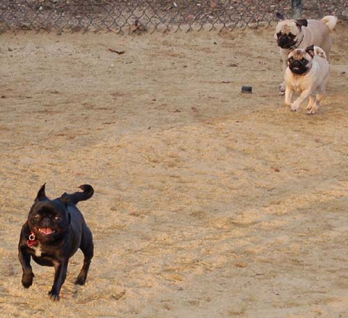 Sheba back at the Park