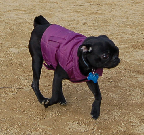Gwen - Mountain View Dog Fun - January 29, 2006
