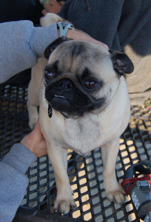 Sheba and Friends at the Mountain View Dog Park Sunday January 15, 2006