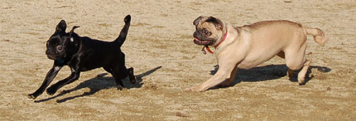 Sheba and Friends at the Mountain View Dog Park Sunday January 15, 2006