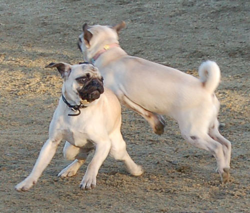 Sheba and Friends at the Mountain View Dog Park Sunday January 8, 2006