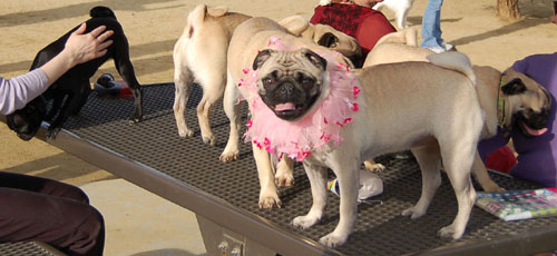 Sheba Birthday Party Sunday February 12, 2006