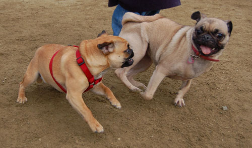 Mountain View Dog Park Fun - January 29, 2006