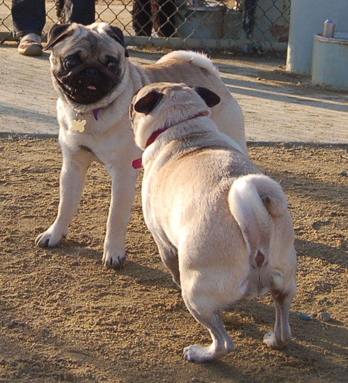 Sheba and Friends at the Mountain View Dog Park Sunday January 8, 2006