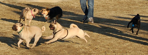 Sheba and Friends at the Mountain View Dog Park Sunday January 15, 2006
