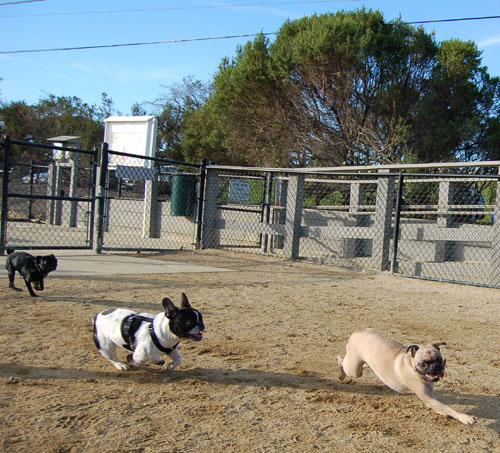 Sheba and Friends at the Mountain View Dog Park Sunday January 22, 2006