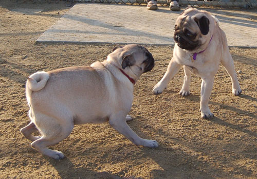 Sheba and Friends at the Mountain View Dog Park Sunday January 8, 2006