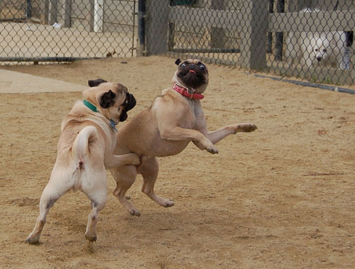 When Roys Attack - Mountain View Dog Fun - January 29, 2006