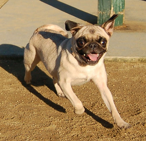 Sheba and Friends at the Mountain View Dog Park Sunday February 5, 2006
