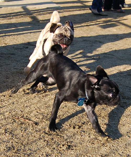 Sheba and Friends at the Mountain View Dog Park Sunday January 15, 2006