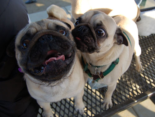 Sheba and Friends at the Mountain View Dog Park Sunday January 8, 2006