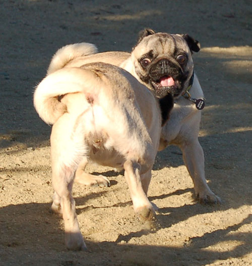 Sheba and Friends at the Mountain View Dog Park Sunday February 5, 2006