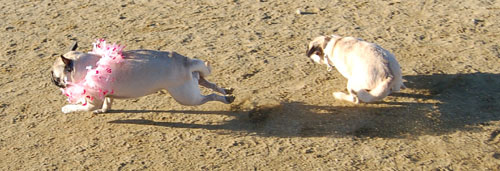 Sheba and Friends at the Mountain View Dog Park Sunday February 5, 2006