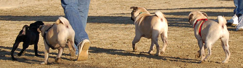 Sheba and Friends at the Mountain View Dog Park Sunday January 15, 2006