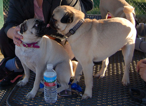 Sheba and Friends at the Mountain View Dog Park Sunday January 15, 2006
