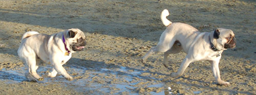 Sheba and Friends at the Mountain View Dog Park Sunday January 8, 2006