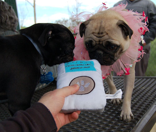 Sheba Birthday Party Sunday February 12, 2006